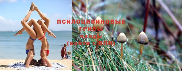 прущие грибы Армянск